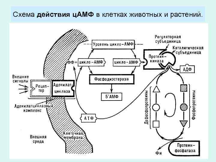 Схема действия ц. АМФ в клетках животных и растений. 