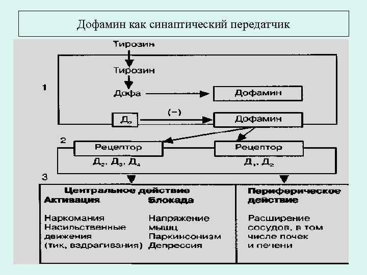 Дофамин как синаптический передатчик 