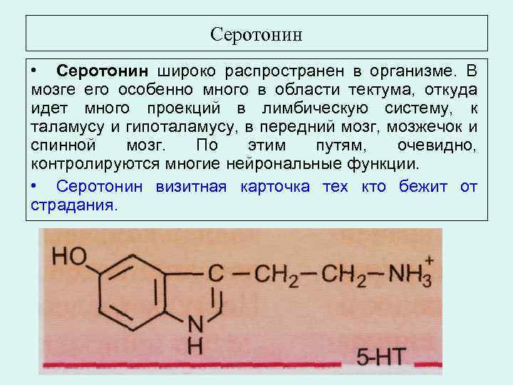 Серотонин • Серотонин широко распространен в организме. В мозге его особенно много в области