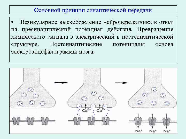 Основной принцип синаптической передачи • Везикулярное высвобождение нейропередатчика в ответ на пресинаптический потенциал действия.