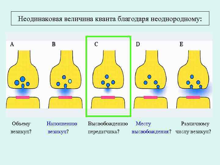 Неодинаковая величина кванта благодаря неоднородному: Объему везикул? Наполнению везикул? Высвобождению Месту Различному передатчика? высвобождения?