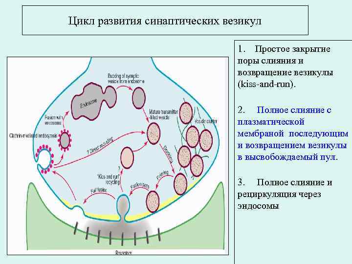 Цикл развития синаптических везикул 1. Простое закрытие поры слияния и возвращение везикулы (kiss-and-run). 2.