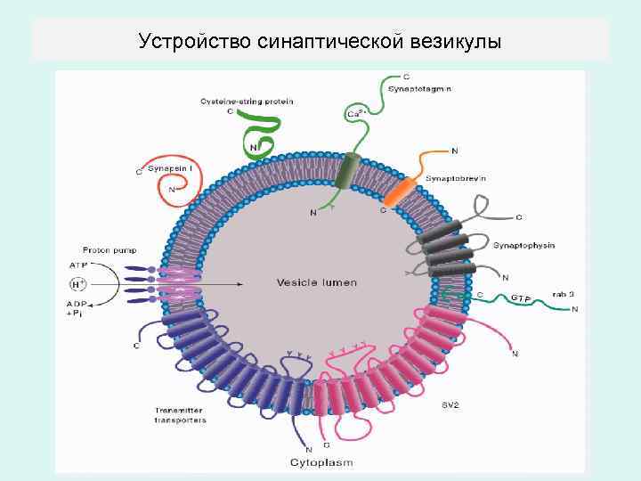 Устройство синаптической везикулы 