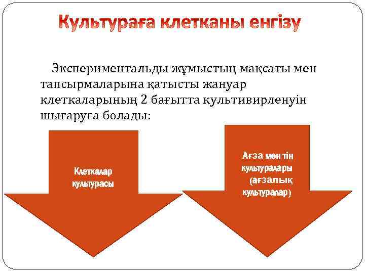 Экспериментальды жұмыстың мақсаты мен тапсырмаларына қатысты жануар клеткаларының 2 бағытта культивирленуін шығаруға болады: Клеткалар