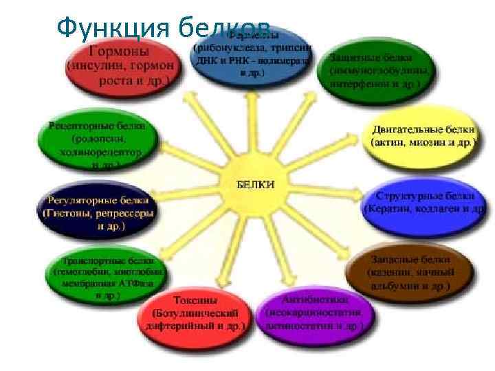 Функция белков в организме проект