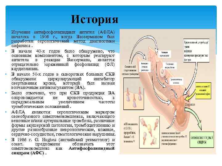 История • • • Изучение антифосфолипидных антител (АФЛА) началось в 1906 г. , когда
