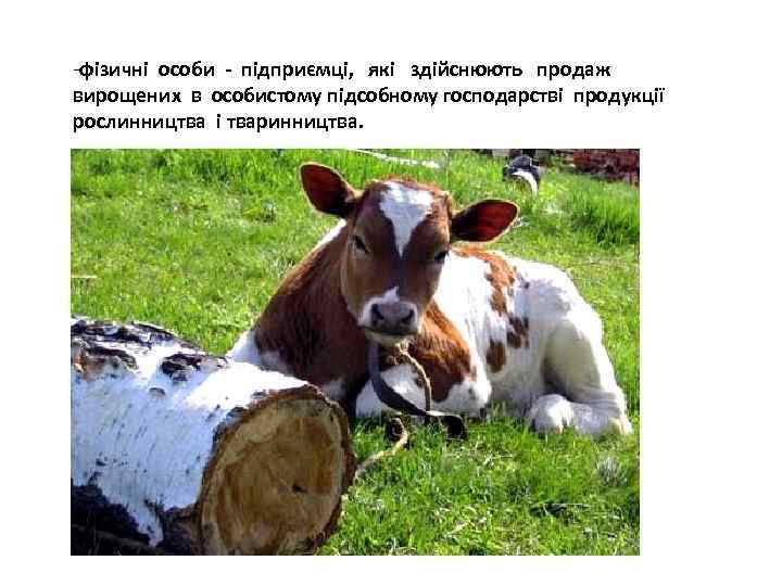 -фізичні особи - підприємці, які здійснюють продаж вирощених в особистому підсобному господарстві продукції рослинництва