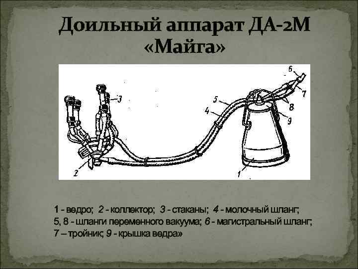 Машинное доение коров кратко