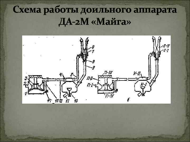 Машинное доение коров кратко