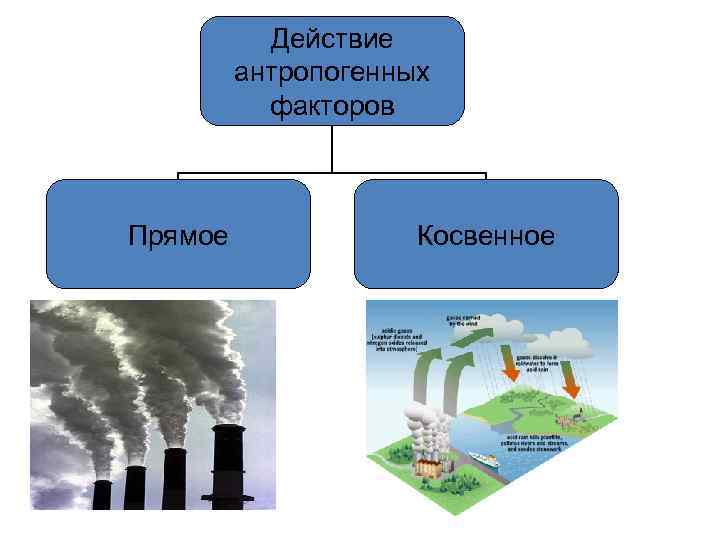 Действие антропогенных факторов Прямое Косвенное 