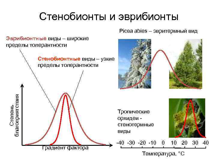 Стенобионты и эврибионты Picea abies – эвритермный вид Эврибионтные виды – широкие пределы толерантности