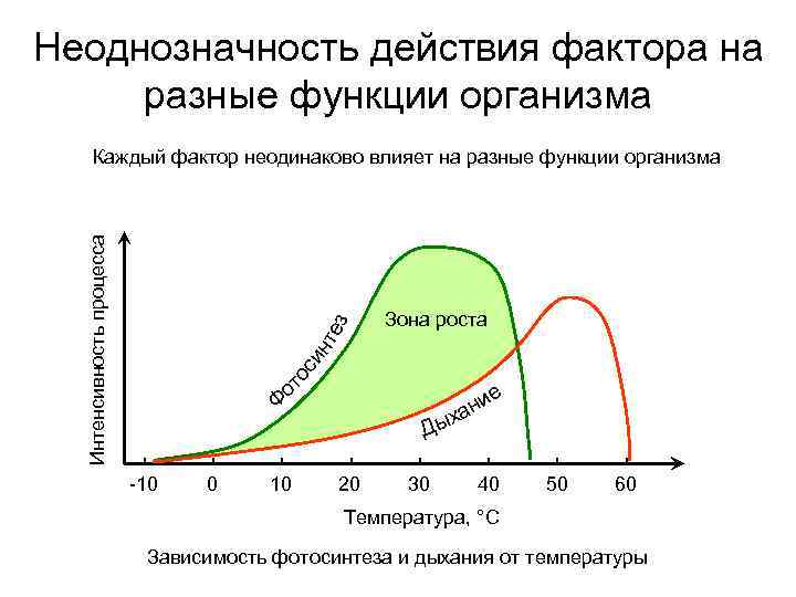 Неоднозначность действия фактора на разные функции организма то си нт ез Интенсивность процесса Каждый