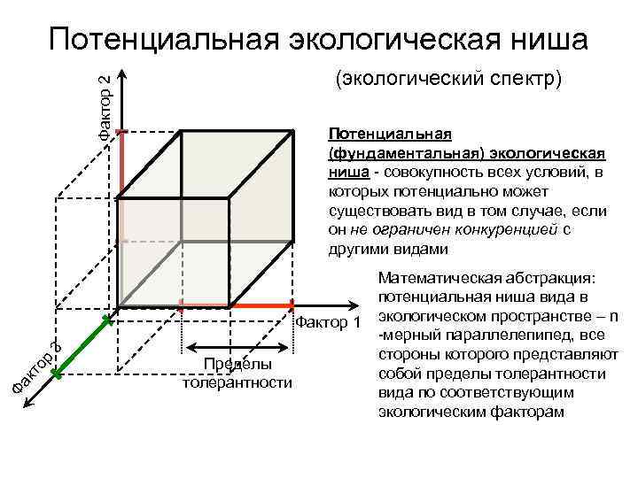 Потенциальная экологическая ниша Фактор 2 (экологический спектр) Потенциальная (фундаментальная) экологическая ниша - совокупность всех