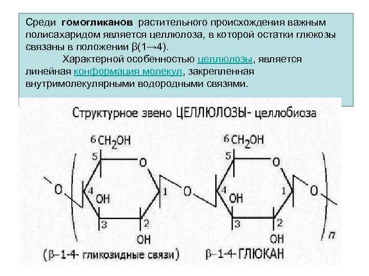 Среди гомогликанов растительного происхождения важным полисахаридом является цeллюлoзa, в которой остатки глюкозы связаны в