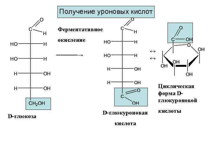 Получение уроновых кислот Ферментативное окисление ↔ ↔ ─────→ Циклическая форма Dглюкуроновой D-глюкоза D-глюкуроновая кислота