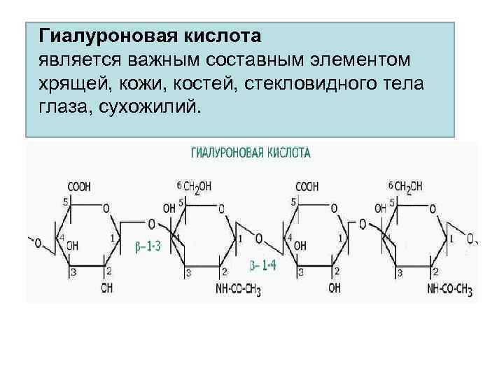 Гиалуроновая кислота является важным составным элементом хрящей, кожи, костей, стекловидного тела глаза, сухожилий. 