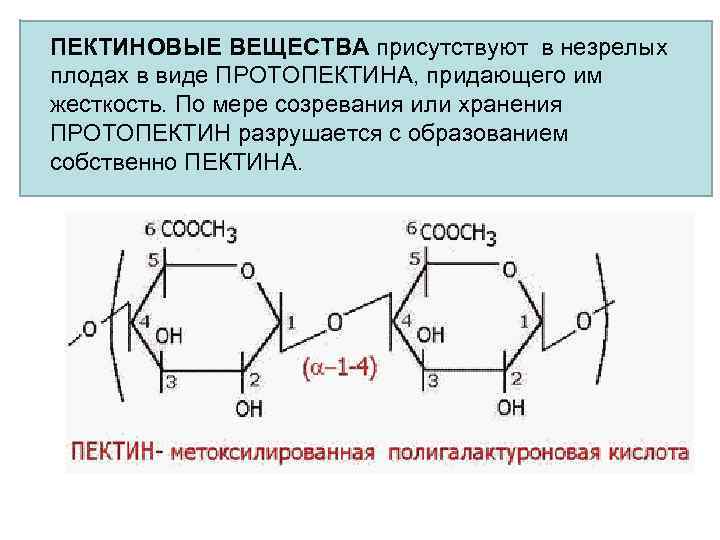ПЕКТИНОВЫЕ ВЕЩЕСТВА присутствуют в незрелых плодах в виде ПРОТОПЕКТИНА, придающего им жесткость. По мере
