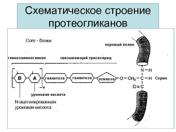 Схема синтеза и катаболизма гликозаминогликанов