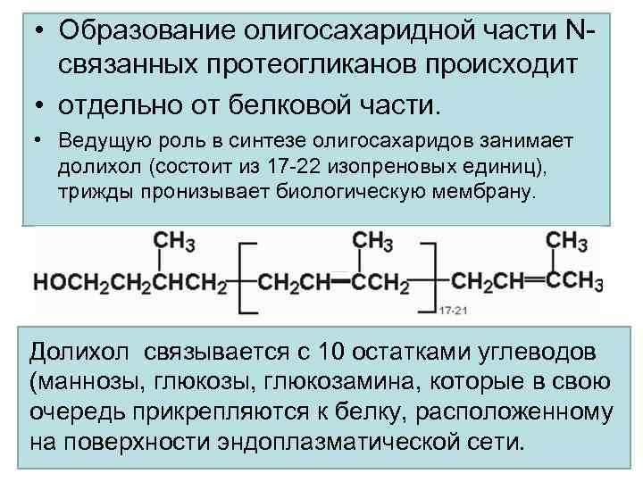  • Образование олигосахаридной части Nсвязанных протеогликанов происходит • отдельно от белковой части. •