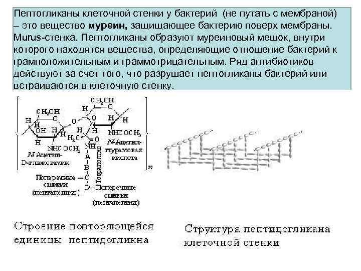 Пептогликаны клеточной стенки у бактерий (не путать с мембраной) – это вещество муреин, защищающее