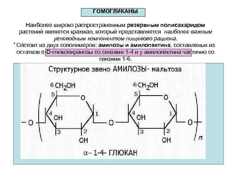 ГОМОГЛИКАНЫ Наиболее широко распространенным резервным полисахаридом растений является крахмал, который представляется наиболее важным углеводным