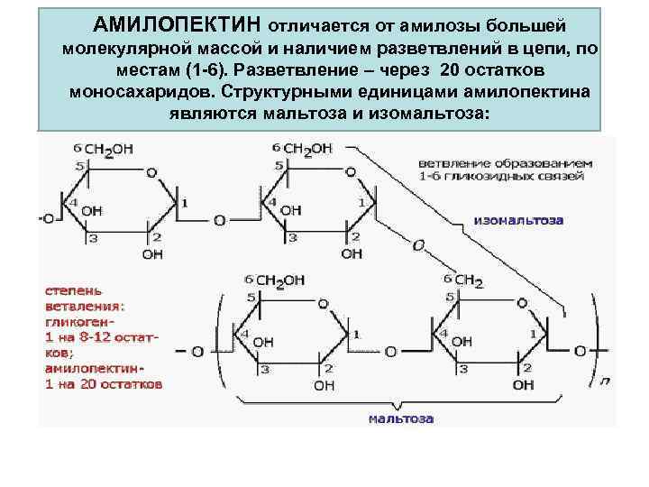 АМИЛОПЕКТИН отличается от амилозы большей молекулярной массой и наличием разветвлений в цепи, по местам