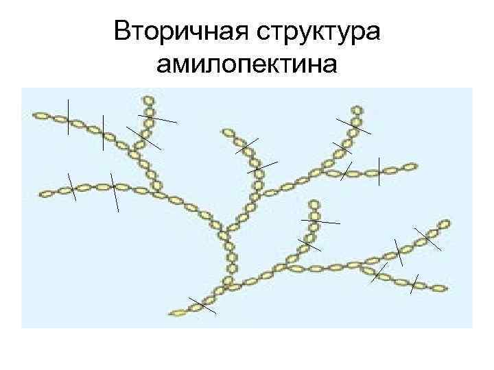 Вторичная структура амилопектина 