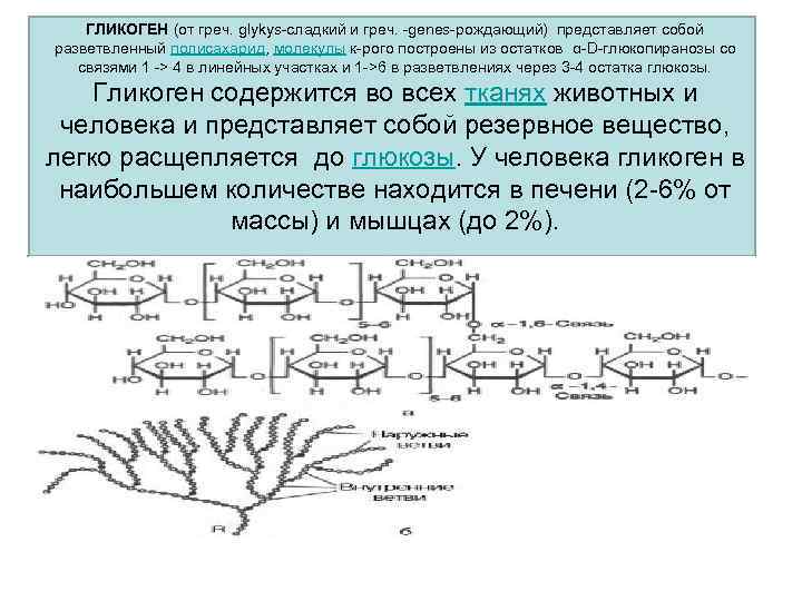 ГЛИКОГЕН (от греч. glykys-сладкий и греч. -genes-рождающий) представляет собой разветвленный полисахарид, молекулы к-рого построены