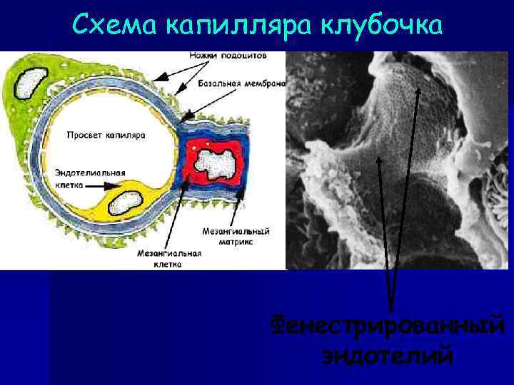 Схема капилляра клубочка Фенестрированный эндотелий 