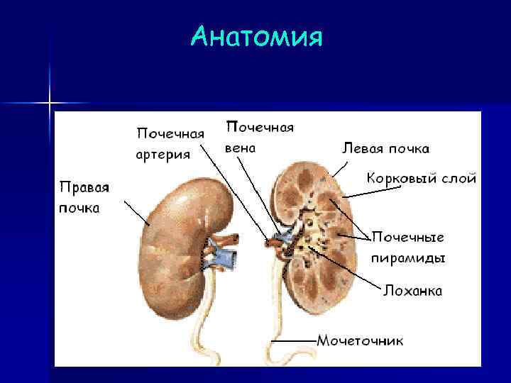 Анатомия 