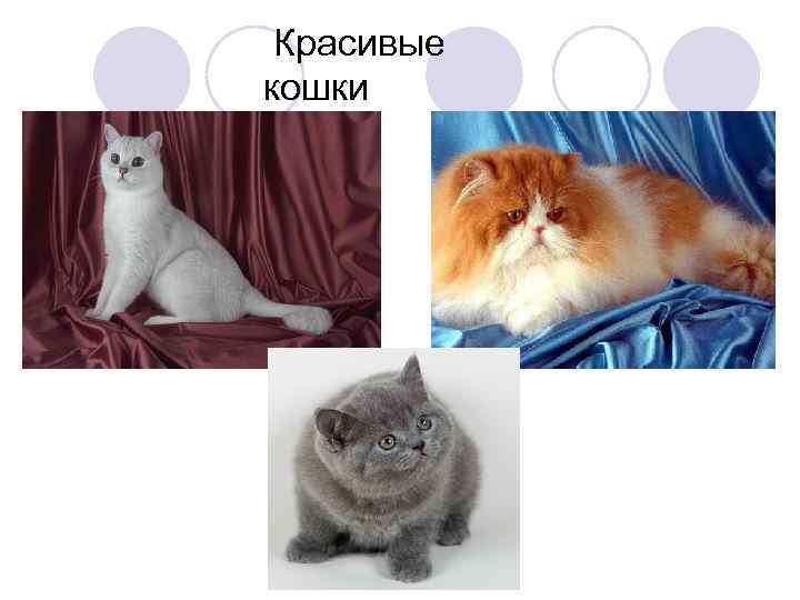 Красивые кошки 