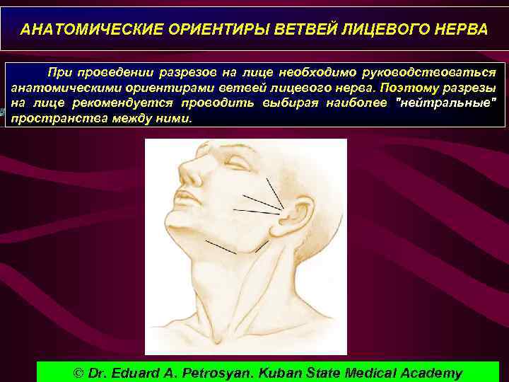 АНАТОМИЧЕСКИЕ ОРИЕНТИРЫ ВЕТВЕЙ ЛИЦЕВОГО НЕРВА При проведении разрезов на лице необходимо руководствоваться анатомическими ориентирами