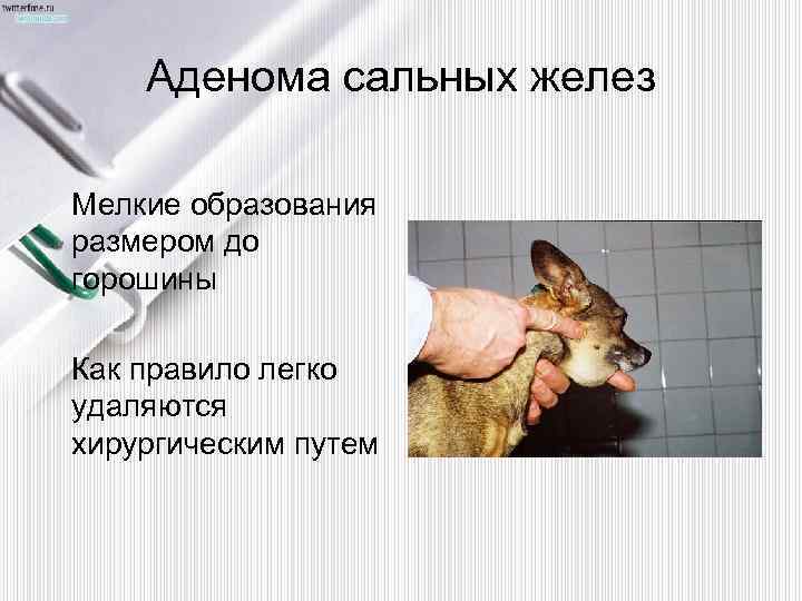 Аденома сальных желез Мелкие образования размером до горошины Как правило легко удаляются хирургическим путем