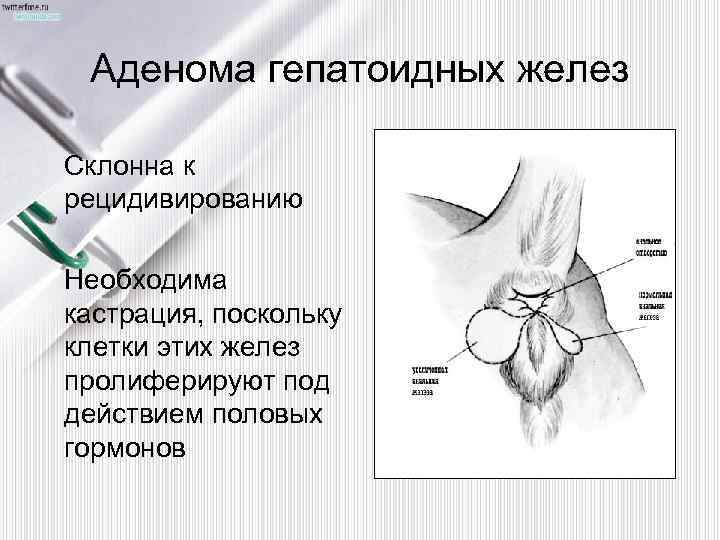 Параанальное воспаление. Гепатоидной железы у собак. Аденома гепатоидных желез у собак. Аденома гепатоидных желёз у собаки.