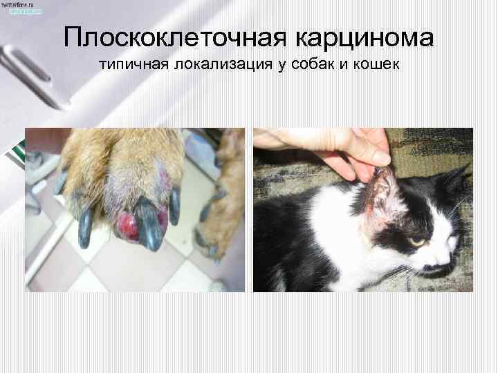 Плоскоклеточная карцинома типичная локализация у собак и кошек 