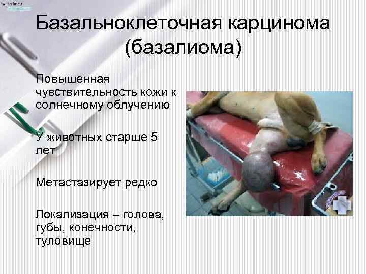 Базальноклеточная карцинома (базалиома) Повышенная чувствительность кожи к солнечному облучению У животных старше 5 лет