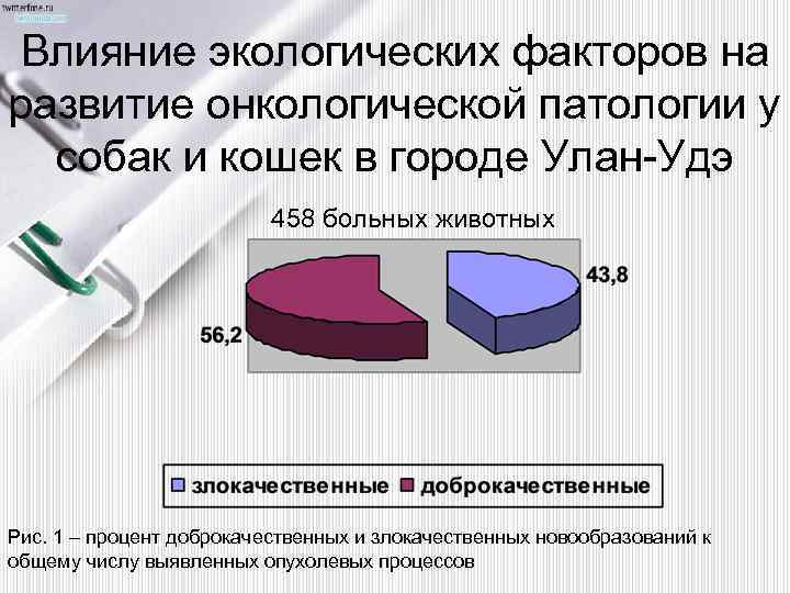 Влияние экологических факторов на развитие онкологической патологии у собак и кошек в городе Улан-Удэ