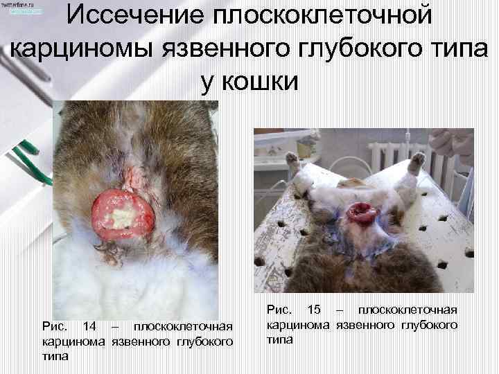 Иссечение плоскоклеточной карциномы язвенного глубокого типа у кошки Рис. 14 – плоскоклеточная карцинома язвенного