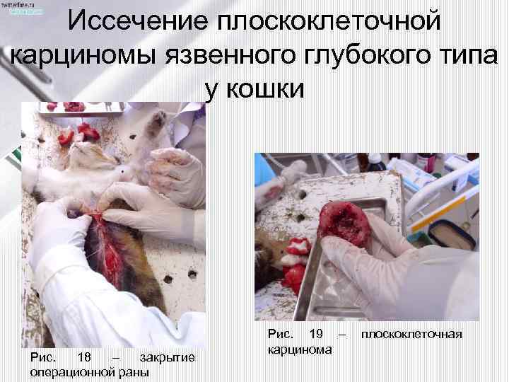 Иссечение плоскоклеточной карциномы язвенного глубокого типа у кошки Рис. 18 – закрытие операционной раны