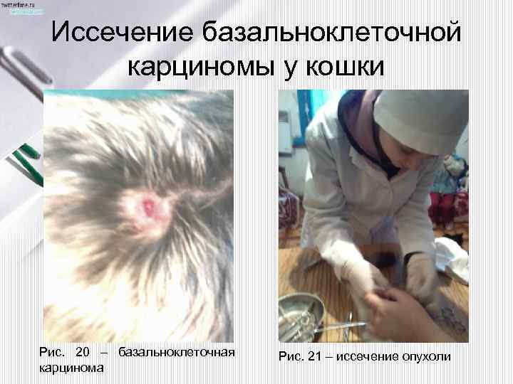 Иссечение базальноклеточной карциномы у кошки Рис. 20 – базальноклеточная карцинома Рис. 21 – иссечение
