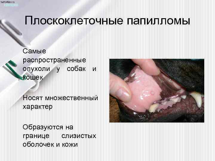 Плоскоклеточные папилломы Самые распространенные опухоли у собак и кошек Носят множественный характер Образуются на