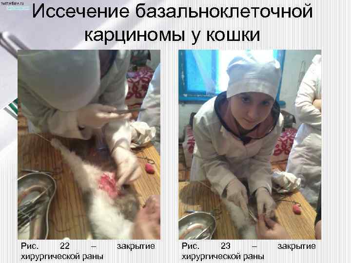 Иссечение базальноклеточной карциномы у кошки Рис. 22 – хирургической раны закрытие Рис. 23 –