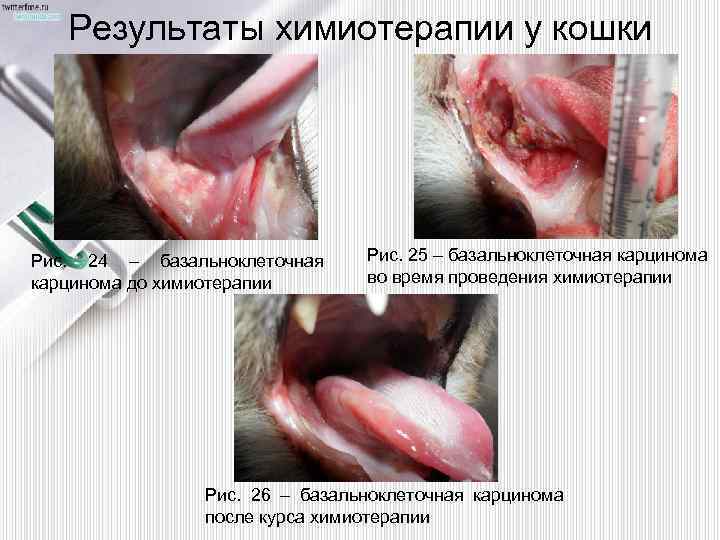 Результаты химиотерапии у кошки Рис. 24 – базальноклеточная карцинома до химиотерапии Рис. 25 –
