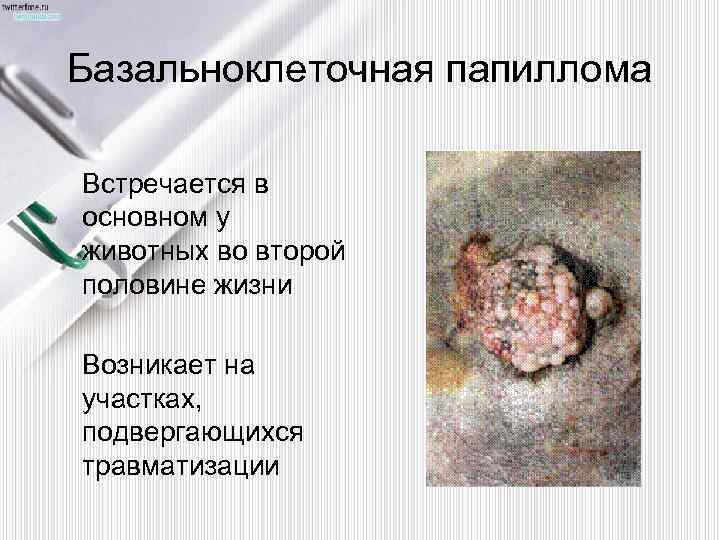 Базальноклеточная папиллома Встречается в основном у животных во второй половине жизни Возникает на участках,