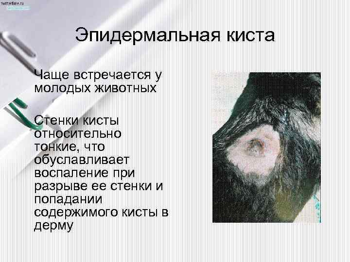 Эпидермальная киста Чаще встречается у молодых животных Стенки кисты относительно тонкие, что обуславливает воспаление