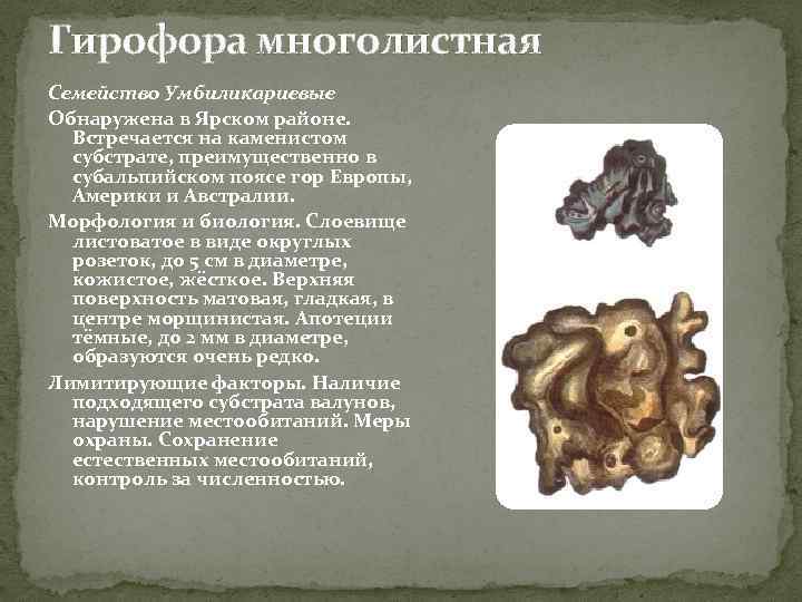 Гирофора многолистная Семейство Умбиликариевые Обнаружена в Ярском районе. Встречается на каменистом субстрате, преимущественно в