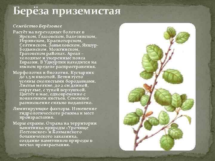 Берёза приземистая Семейство Берёзовые Растёт на переходных болотах в Ярском, Глазовском, Балезинском, Игринском, Красногорском,