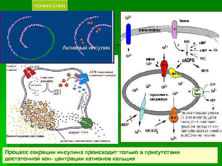 проинсулин Активный инсулин Процесс секреции инсулина происходит только в присутствии достаточной кон- центрации катионов