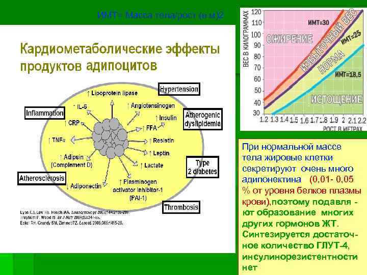 ИМТ= Масса тела/рост (в м)2 При нормальной массе тела жировые клетки секретируют очень много