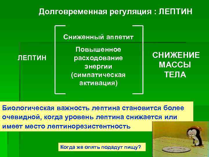 Долговременная регуляция : ЛЕПТИН Сниженный аппетит ЛЕПТИН Повышенное расходование энергии (симпатическая активация) СНИЖЕНИЕ МАССЫ